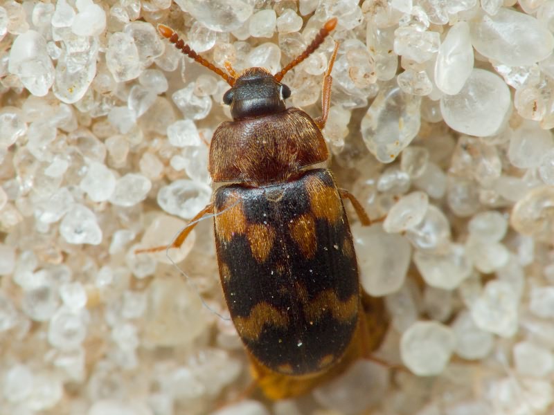 Mycetophagus piceus (Fabricius, 1777)